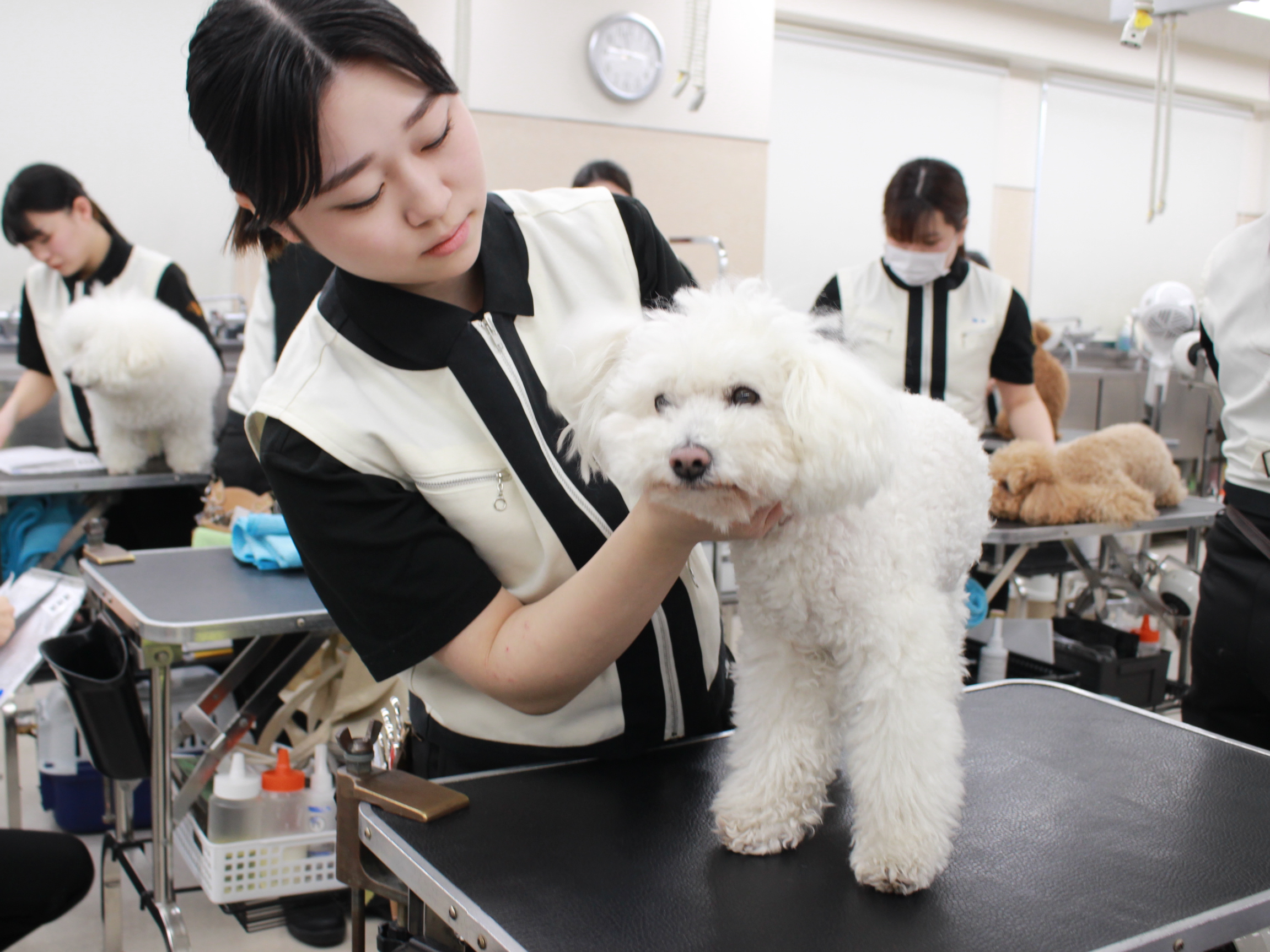 新2年生のトリミングが始まりました☆
